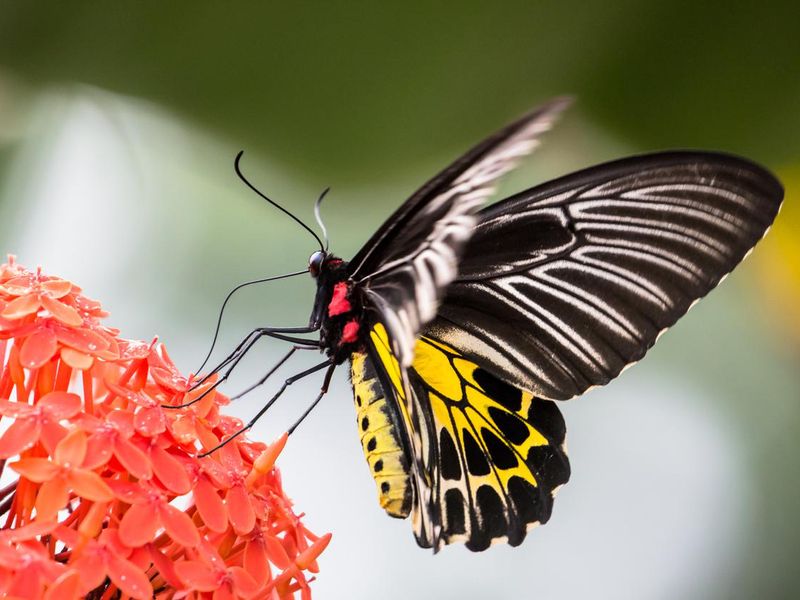 The Southern Birdwing or Troides minos