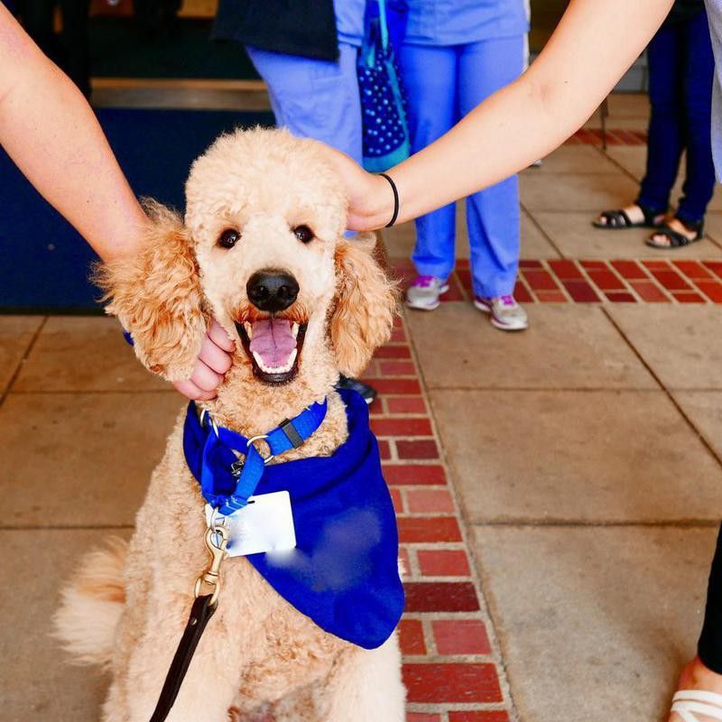 Therapy Assistance Dogs