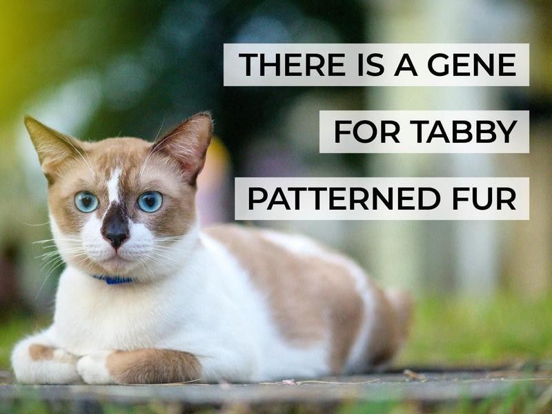 There Is a Gene for Tabby Patterned Fur