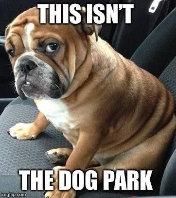 This isn't the dog park