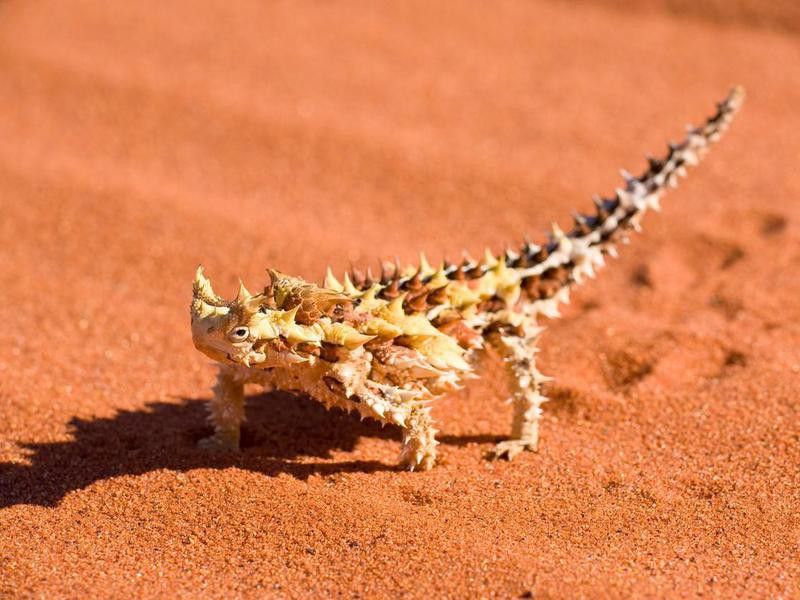 Thorny devil in the Australian desert