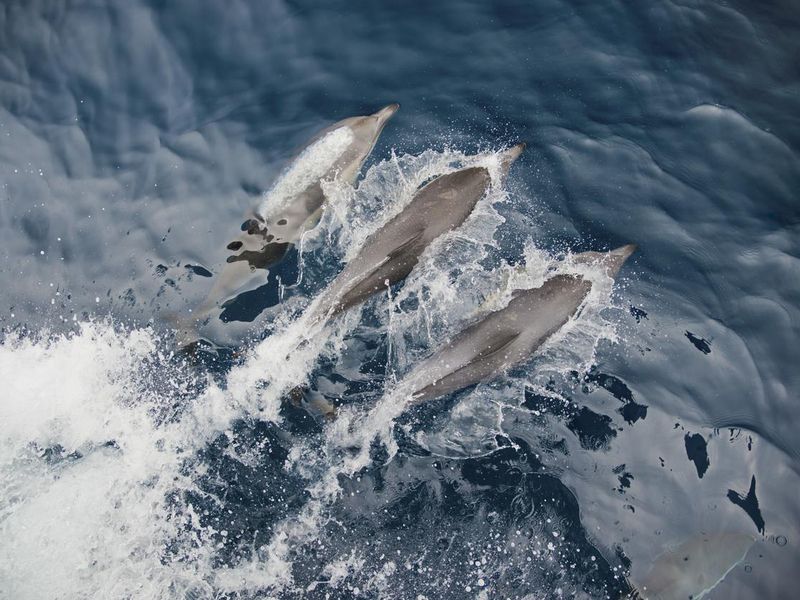 Three common dolphins bow-riding off the coast of San Diego, California