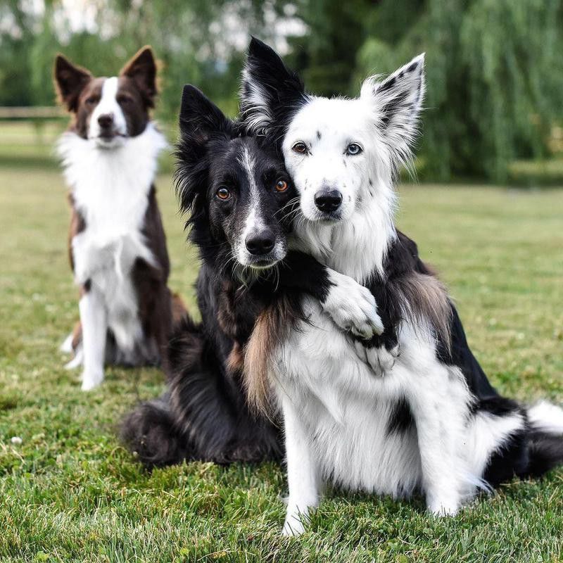 three dog siblings