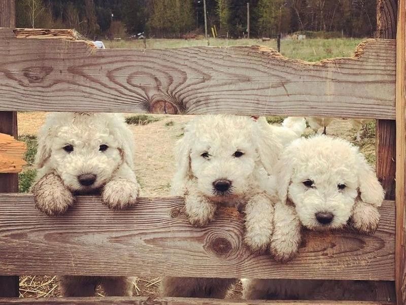 Three Komondor puppies