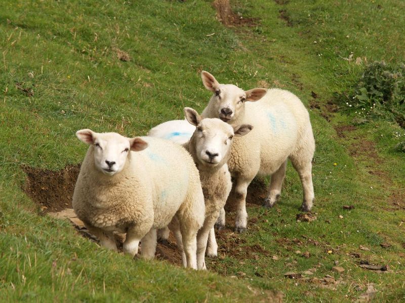 three sheep