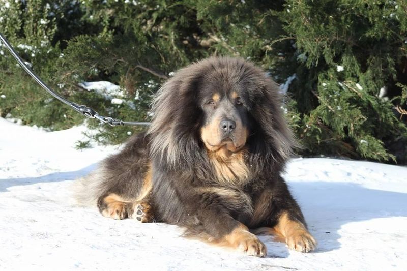 Tibetan Mastiff in snow