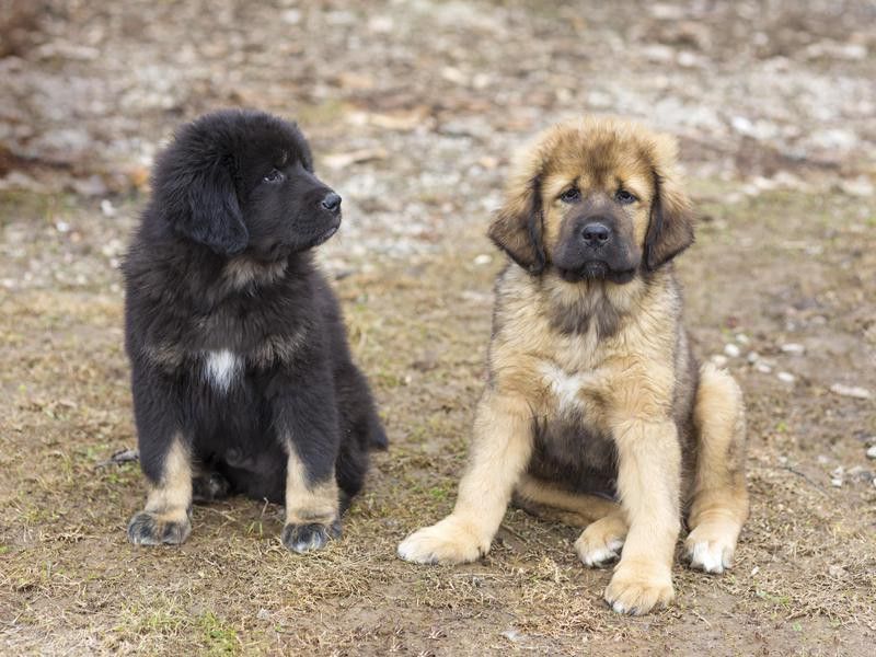 Tibetan Mastiff puppies
