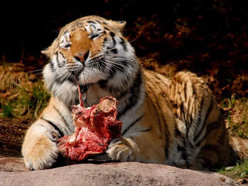 Tiger Food