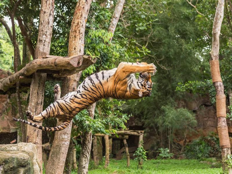 Tiger hungry in action jumping somersault