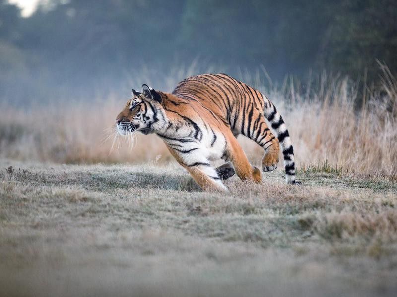 Tiger runs behind the prey