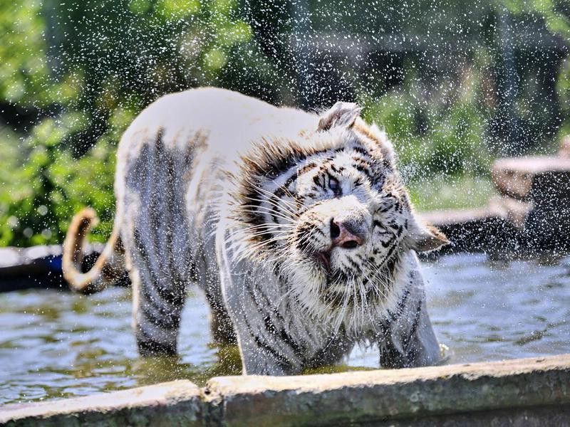 Tiger shaking water off itself