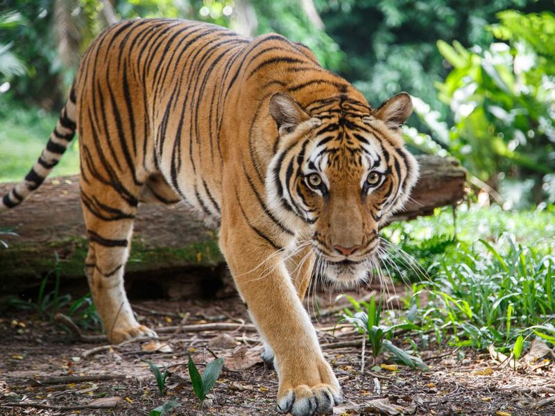 Tiger walking in forest, a powerful spirit animal