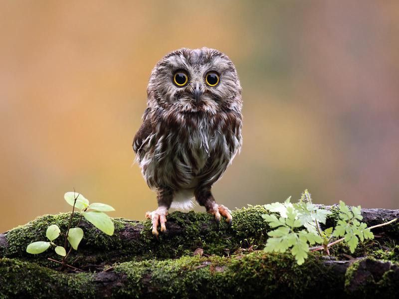 Tiny saw-whet owl