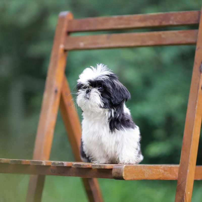 Tiny Shih Tzu Puppy