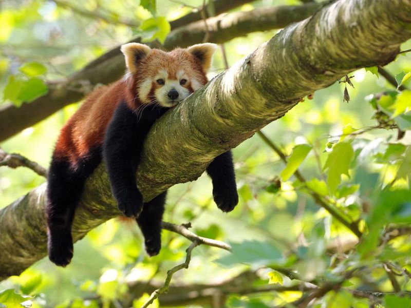 Tired red panda in a tree
