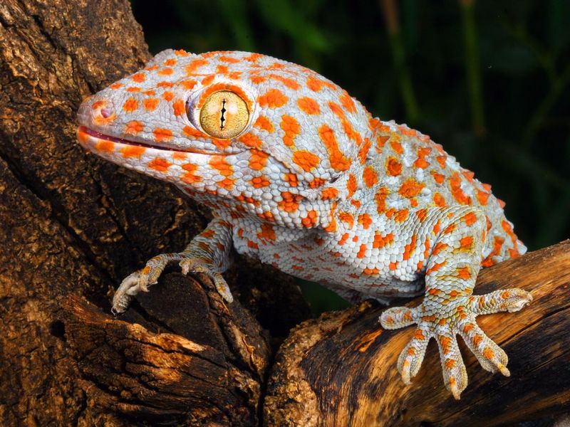 Tokay gecko exotic pet
