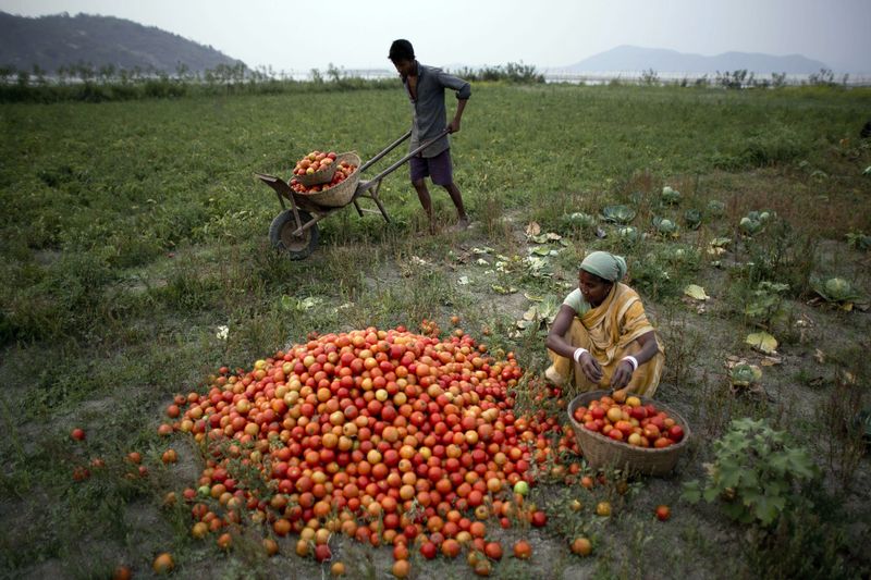 Tomatoes in India