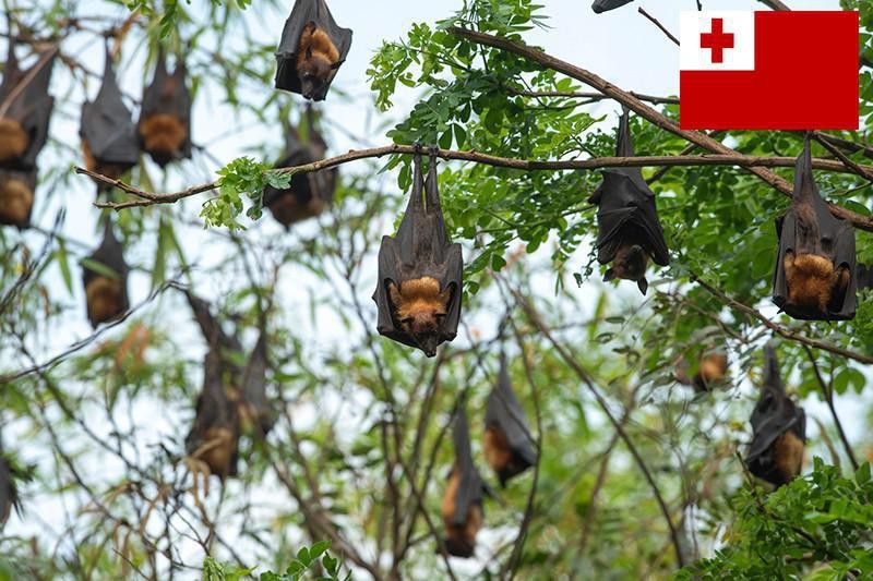 Tonga bats hanging from tree
