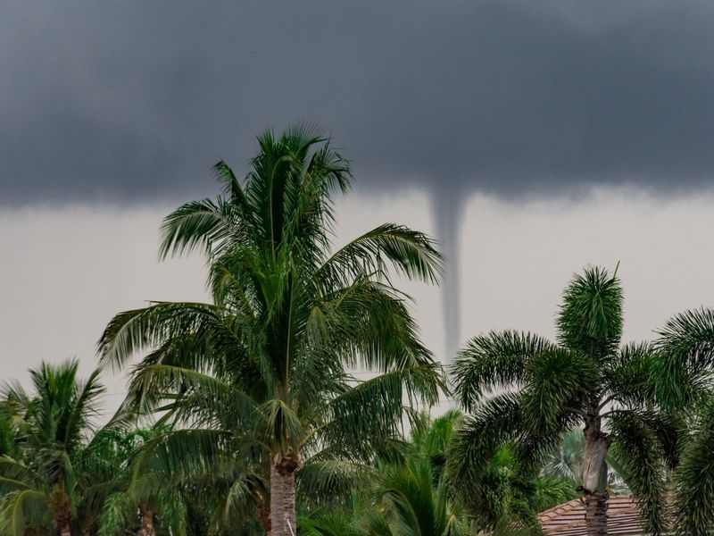 tornado behind palm trees on a stormy summer morning