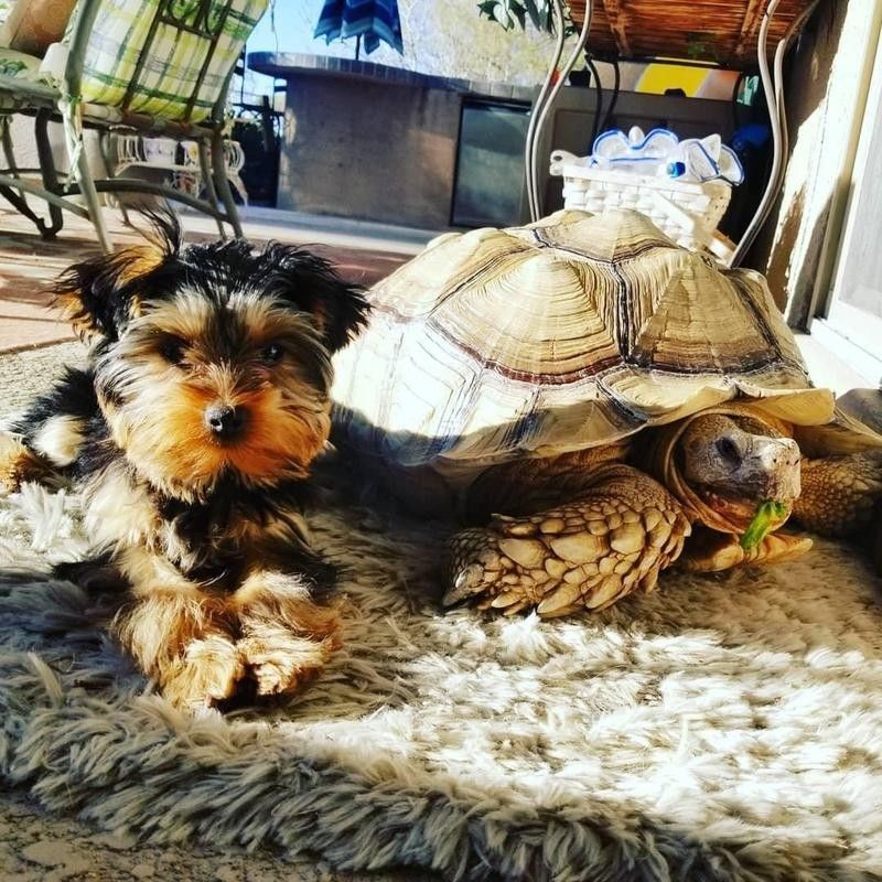Tortoise and dog
