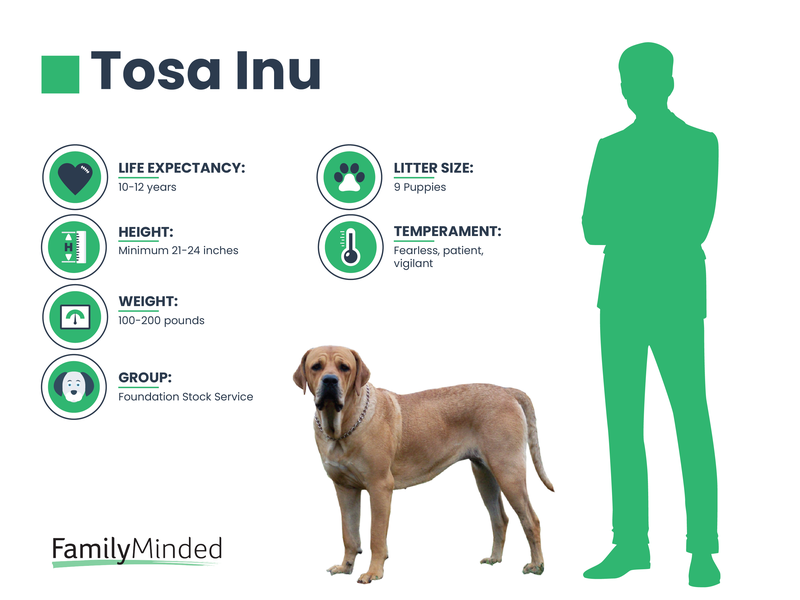 Tosa Inu Breed Info