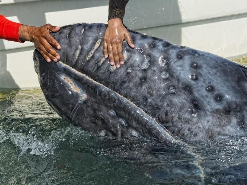 Tourists touch wild whale in Cabo San Lucas