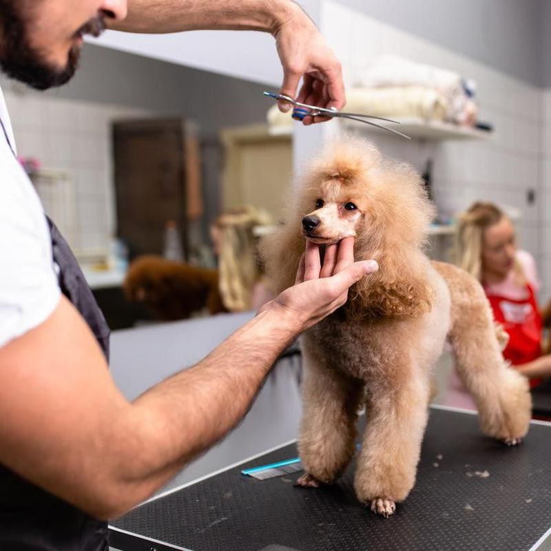 Toy poodle at a grooming salon