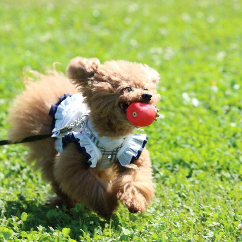 Toy poodle playing fetch