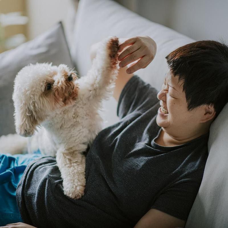Toy poodle playing with owner