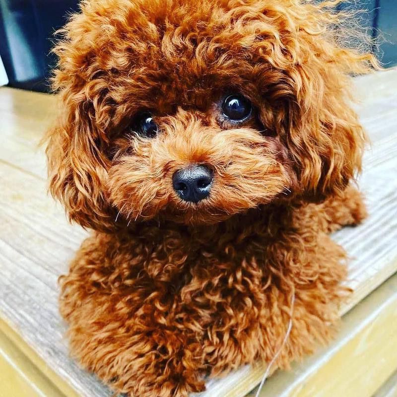 Toy poodle with a puppy cut