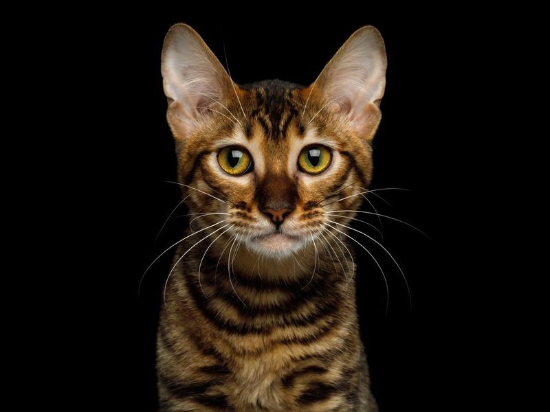 Toyger cat staring ahead