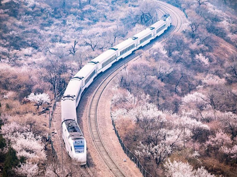 Train and Sakura Trees at beijing, china