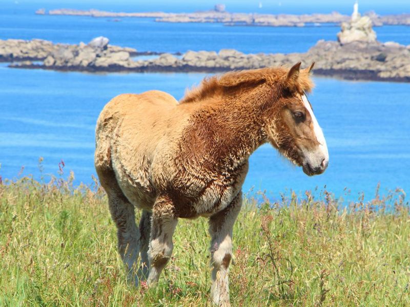 Trait Breton foal