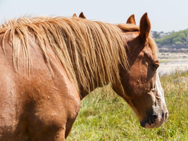 Trait Breton horses in a field in Brittany