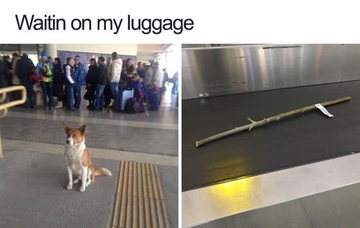 Traveling dog at the airport