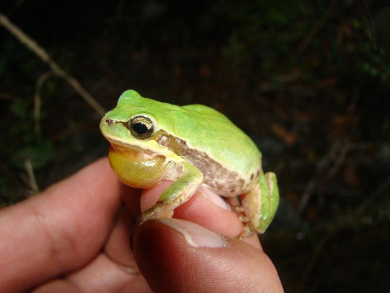 Tree frog on someone's fingers