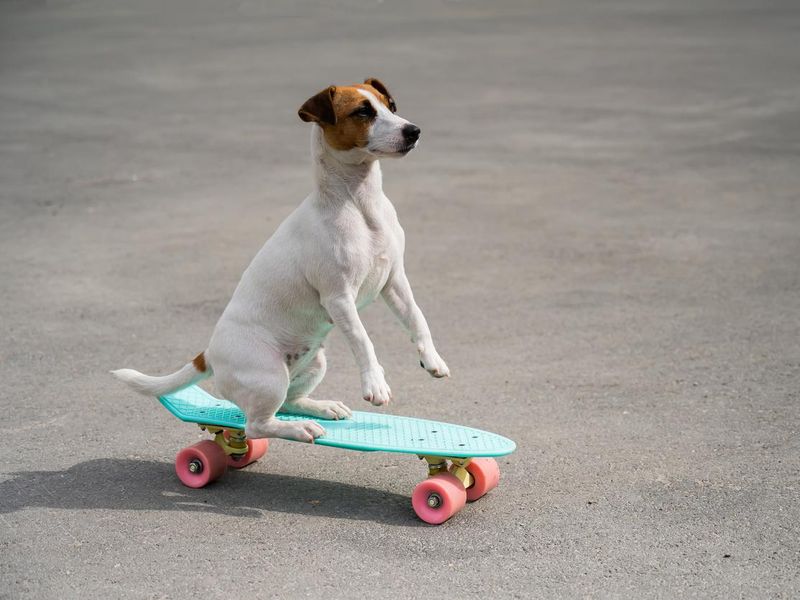 Trick Dog on Skateboard