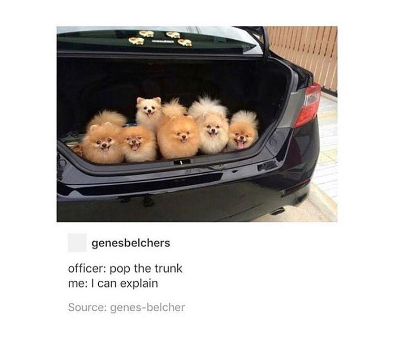 Trunk full of Pomeranians