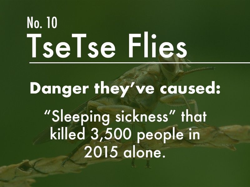 Tsetse fly dangers
