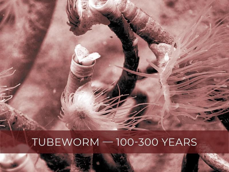 Tubeworm
