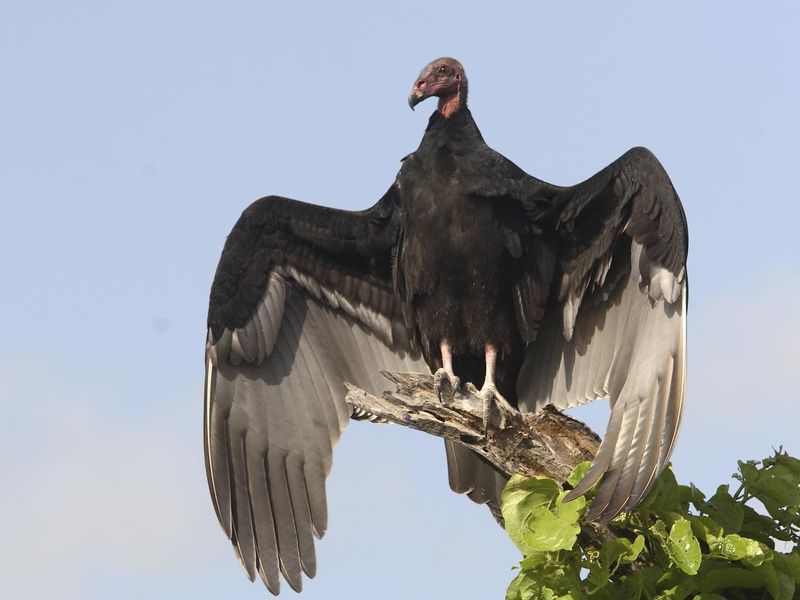 Turkey Vulture in Gorgoley Pose