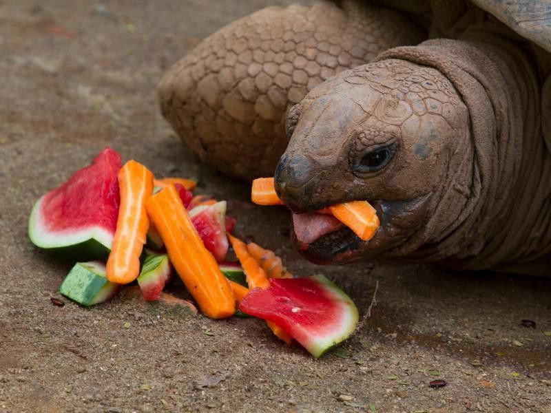 Turtle eating at Sao Paulo Zoo