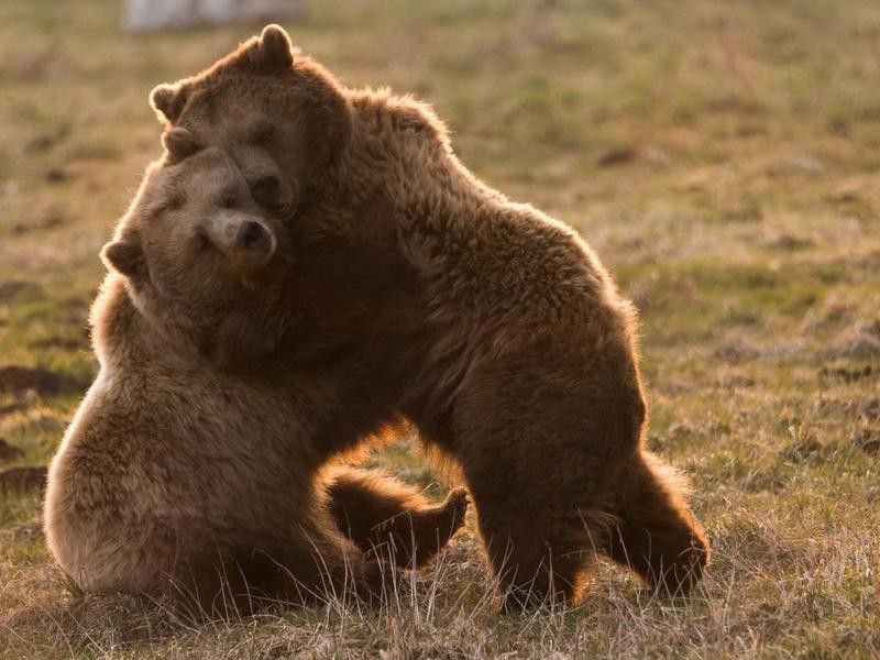 Two Bears Wrestling