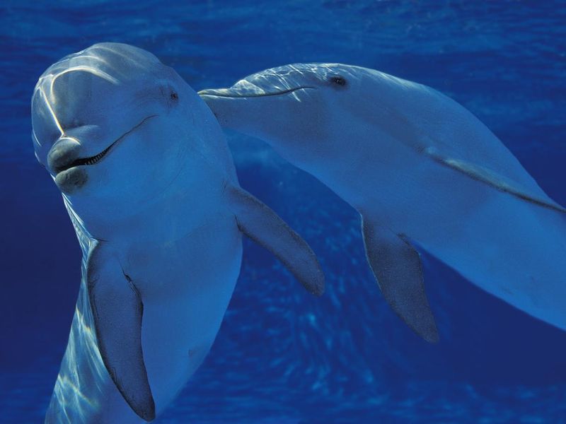Two bottlenose dolphin friends