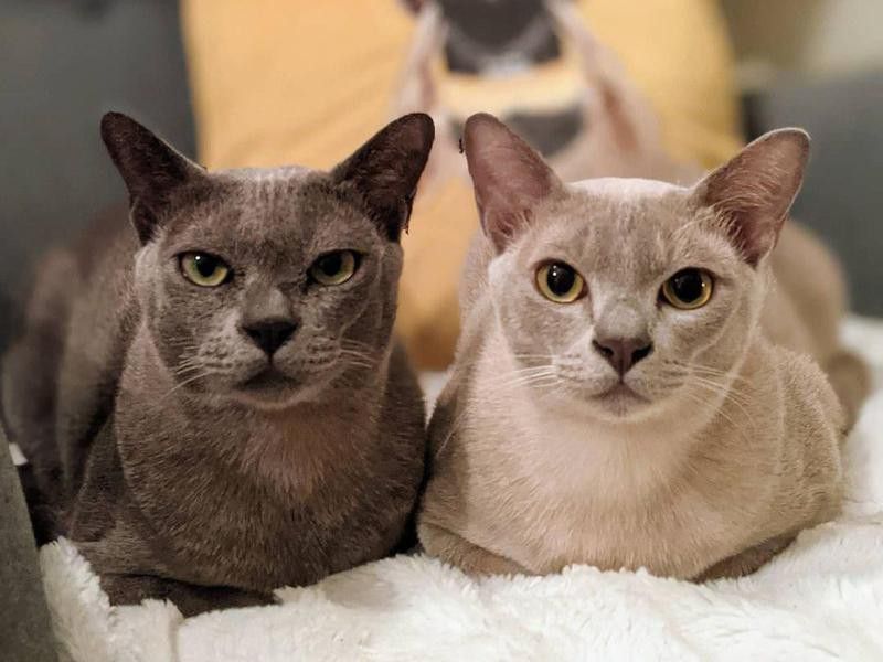 Two Burmese cats