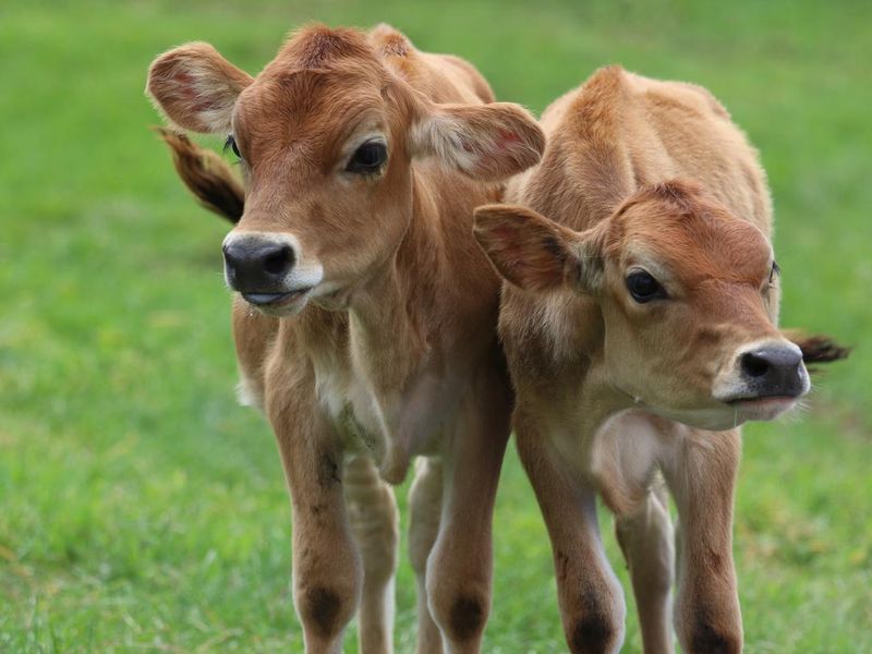 Two Calves in a Pasture