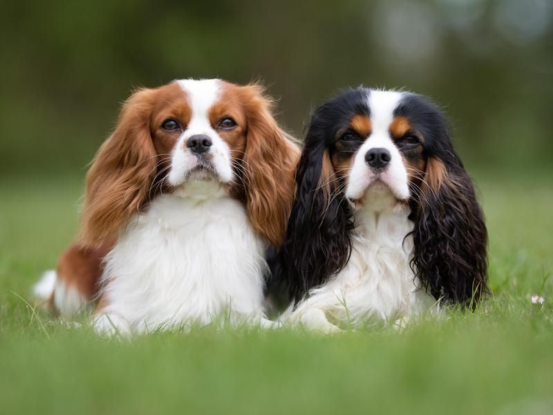 Two cavalier King Charles spaniels sitting on grass