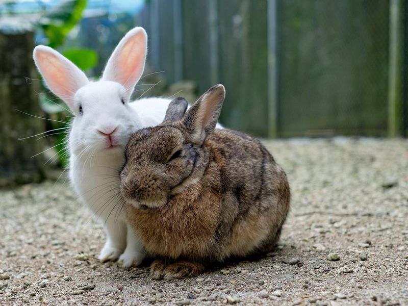 Two cute rabbits on sand