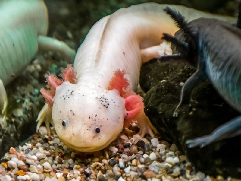 two different axolotls