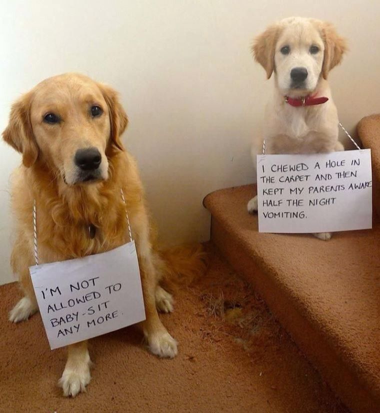 Two dogs got in trouble